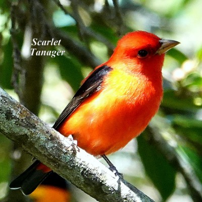 Scarlet Tanager